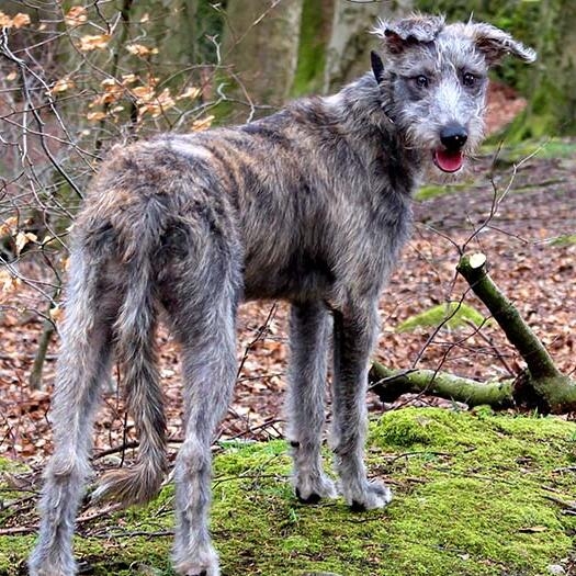 Long haired cheap lurcher dog